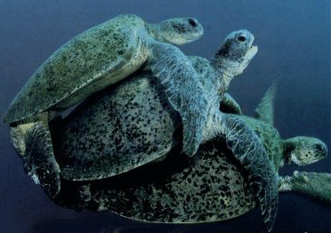 ménage à tortoise